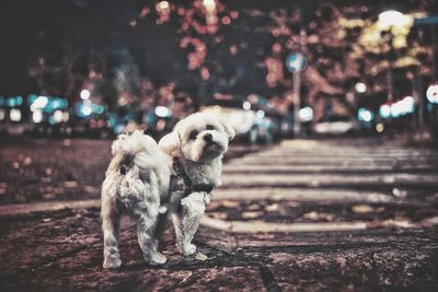 Dog standing on footpath at night