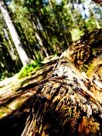 Close-up of tree trunk