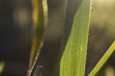 Close-up of succulent plant