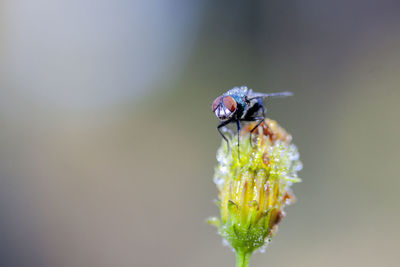 Close-up of insect on flower