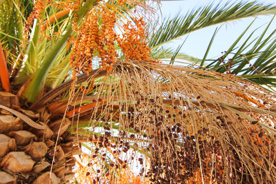 Low angle view of plants against sky