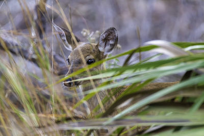 Young dear in a marsh area of st. andrew state park. 