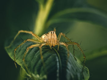 Close-up of lynx spider