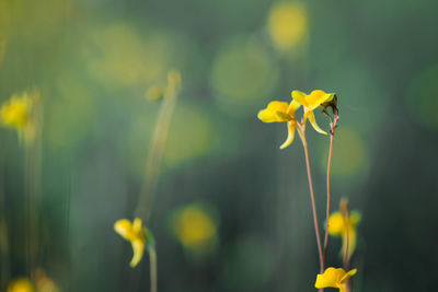 Close-up of yellow flowering plant