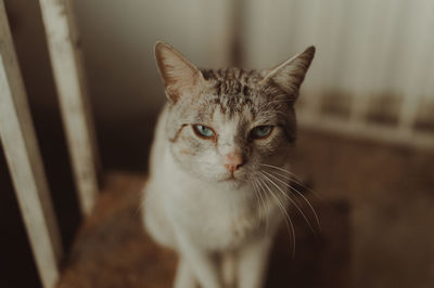 Close-up portrait of cat