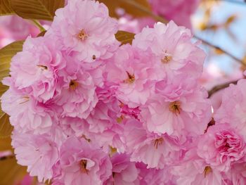 Close-up of pink cherry blossoms