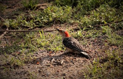 Bird perching on a field