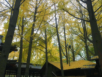 Low angle view of trees in forest against sky