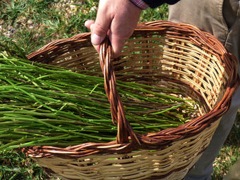 Cropped image of man harvesting asparagus