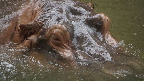 Close-up of turtle in lake