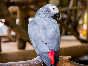 Close-up of parrot perching on railing