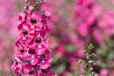 Close-up of pink flowering plant