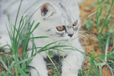 Cat looking away in field