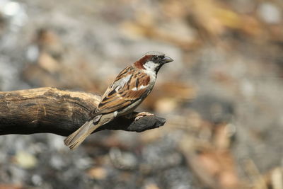 Close-up of bird perching on a tree