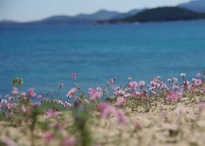 Close-up of flowers growing by lake against sky