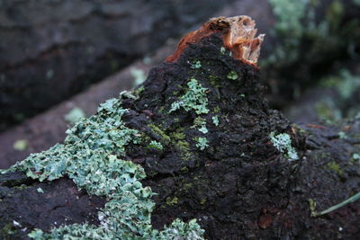 Close-up of moss growing on tree trunk