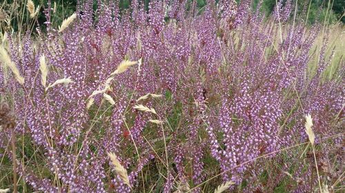 Close up of purple flowers