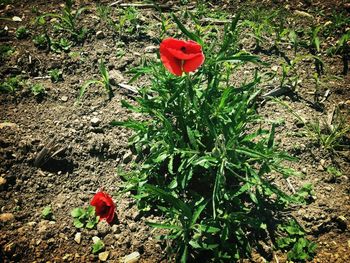 Close-up of red poppy flowers