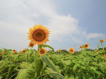 Sunflowers on field against cloudy sky
