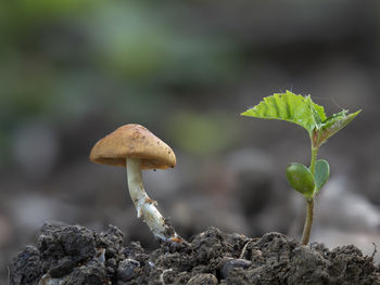 Close-up of mushroom growing on land