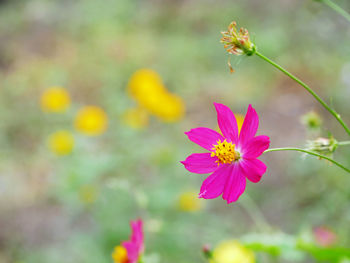 Close-up of pink cosmos flower