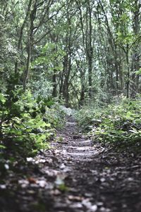 Scenic view of forest