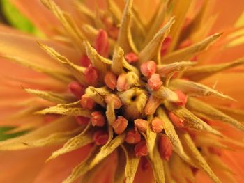 Macro shot of flower