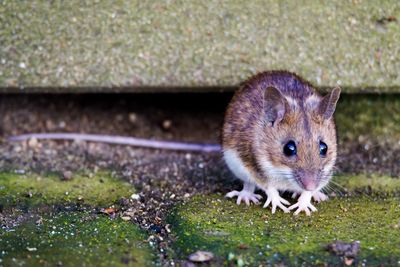 Close-up of rat on grassy field