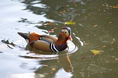 Mandarin duck swimming in a pond