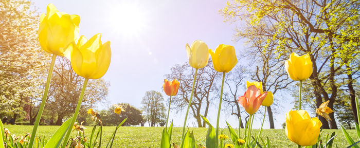 Close-up of yellow tulips growing on field against sky