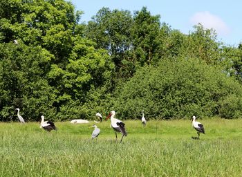 Flock of birds on field against sky