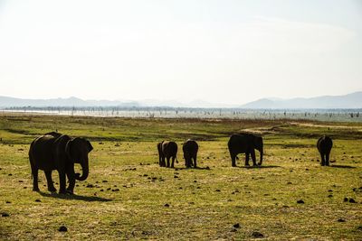 Horses grazing in a field