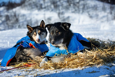 Two dogs on snow on land