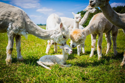 Sheep on field against sky