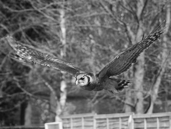 Close-up of owl flying outdoors