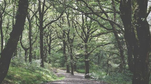 Trees in forest