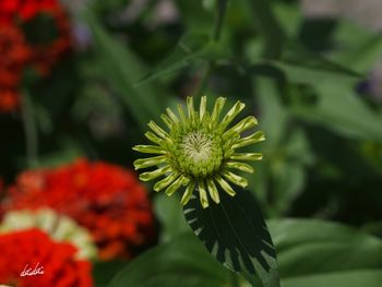 Close-up of flower blooming outdoors