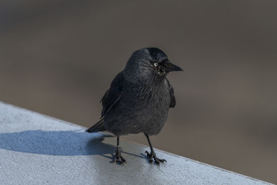 Close-up of bird perching on retaining wall