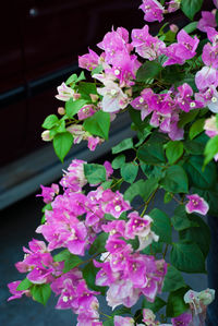 Close-up of pink flowering plants