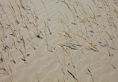 Sand and dry grass amongst dunes, sand looks like waves