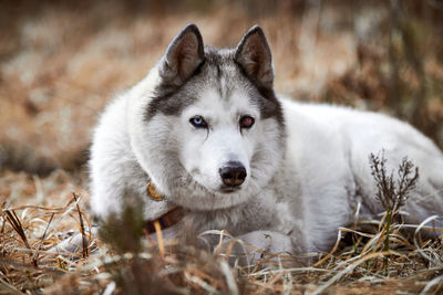 Close-up of dog