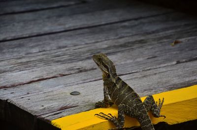 Lizard on wood