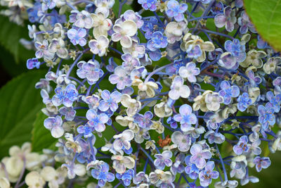 Close-up of purple flowering plants