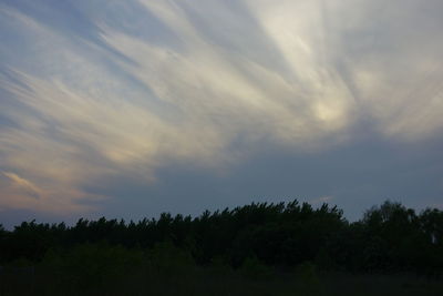 Trees against sky during sunset