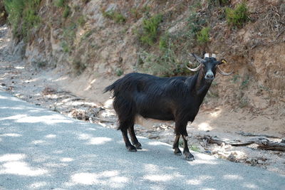 Horse on dirt road