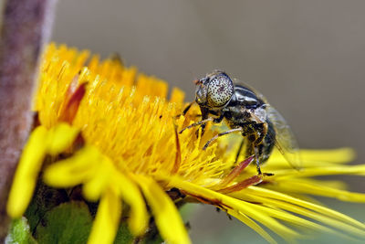 Close-up of insect on yellow flower