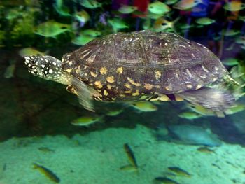 Close-up of turtle in water