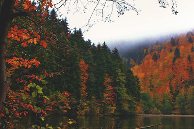 Scenic view of lake amidst trees in forest during autumn
