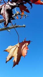 Low angle view of maple tree against clear blue sky