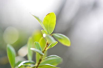 Close-up of plant